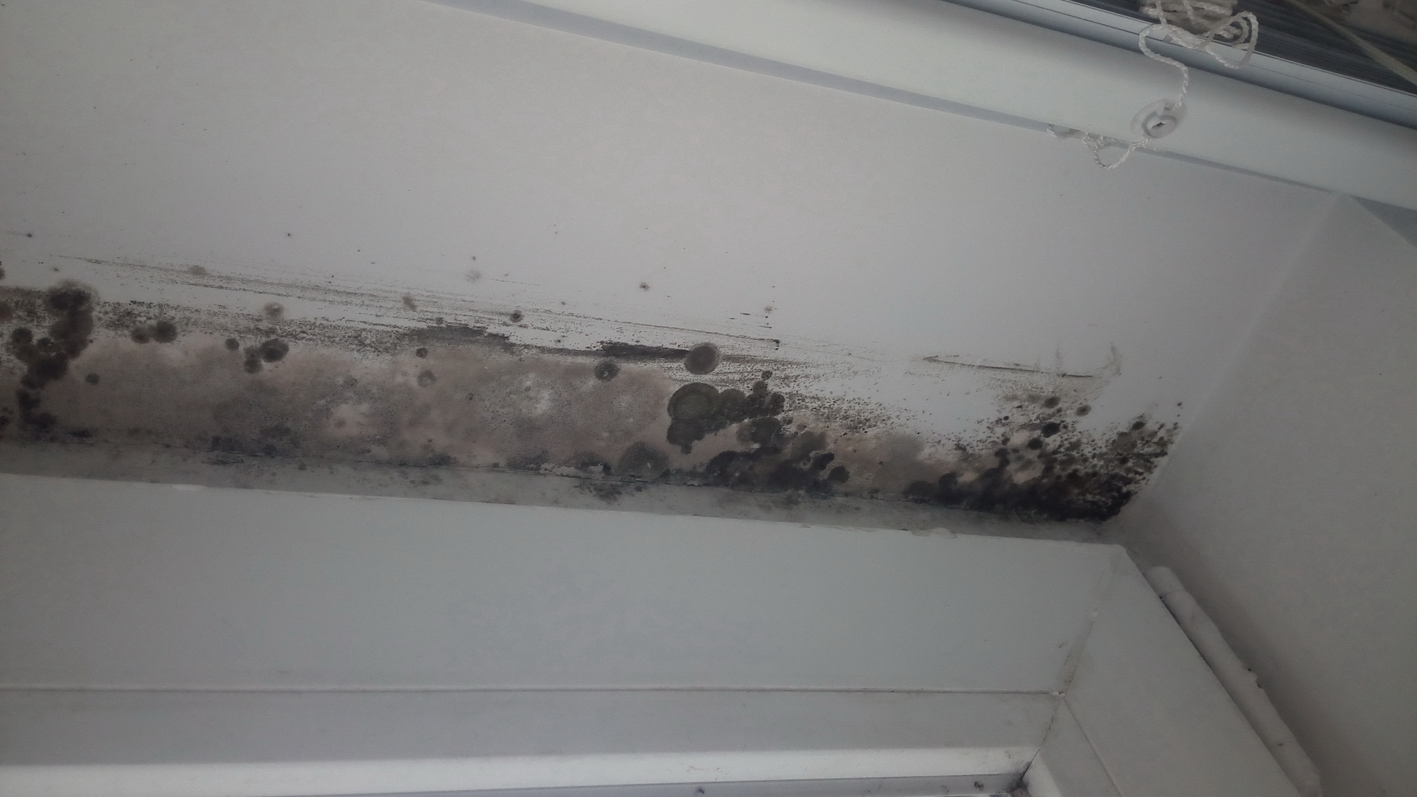 Black mold spotting along a window frame and jamb inside a house